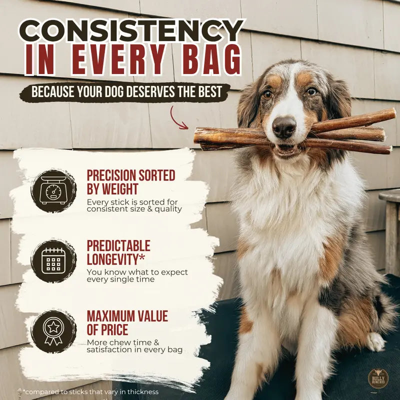 12-Inch Premium Bully Stick for Dogs