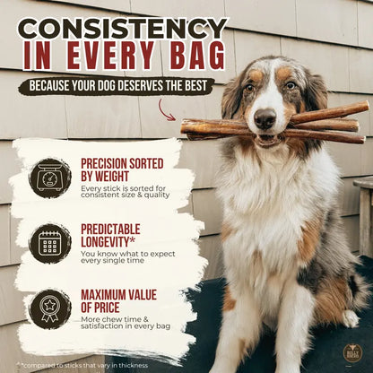 12-Inch Premium Bully Stick for Dogs